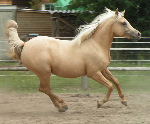 Palomino Quarab Horse cantering