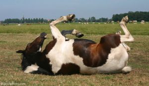 Ask the Vet: The Colic/Ulcer Connection