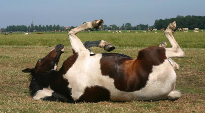 horse rolling in the pasture