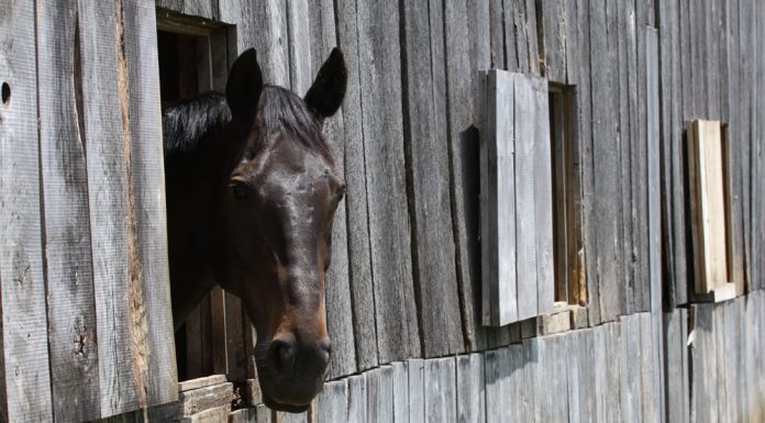 horse on stall rest