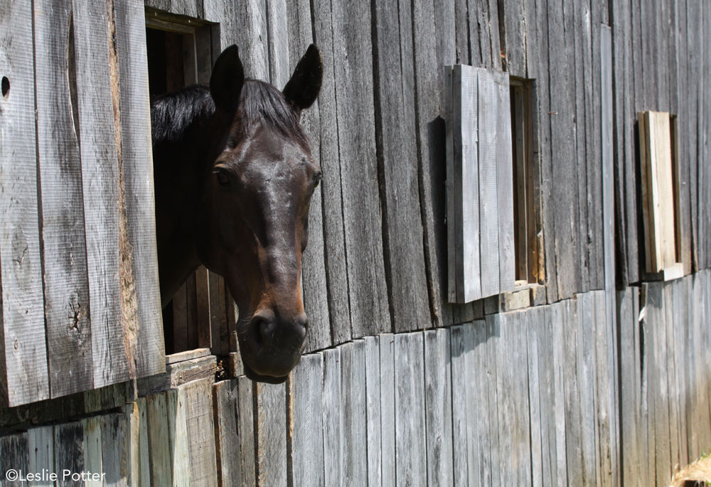 Horse on stall rest