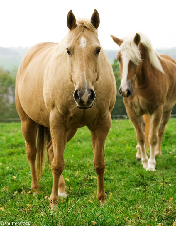 Pair of horses