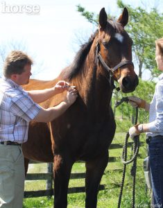 Equine vet administering a vaccination to a horse