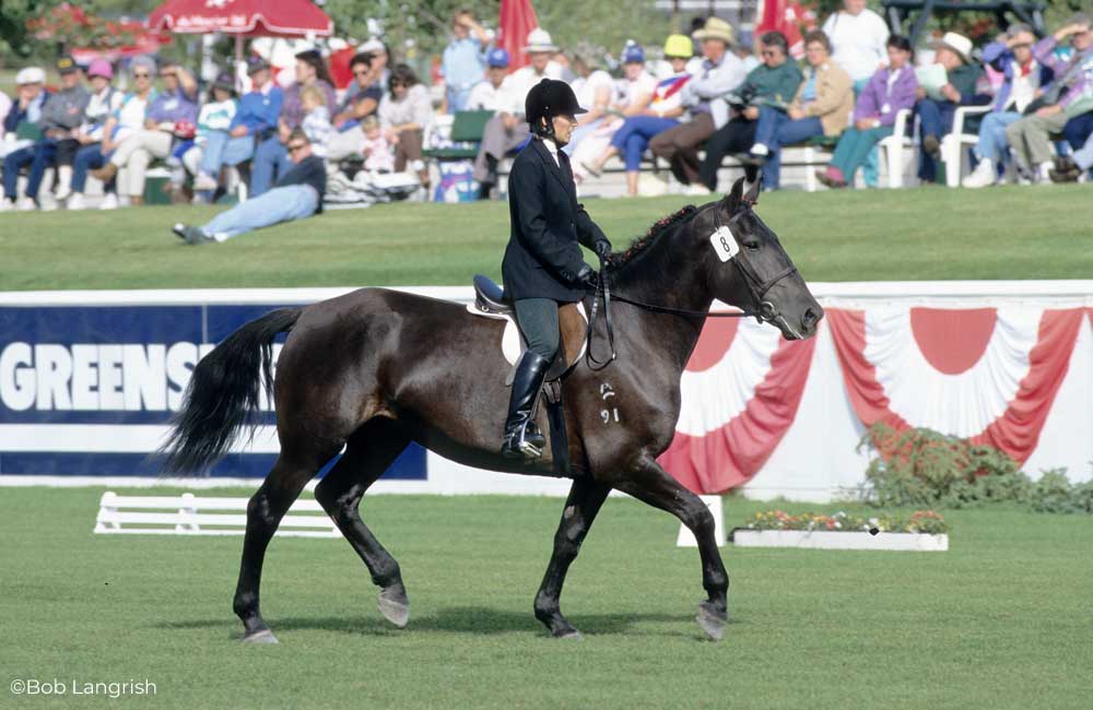 Rider on a Canadian Horse at a horse show