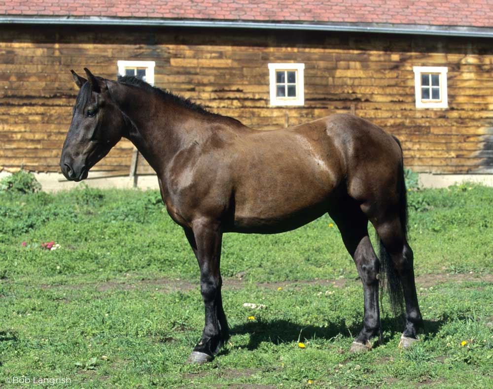 Canadian Horse standing in front of a barn