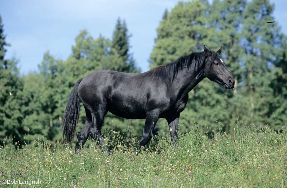 A black gelding in a field