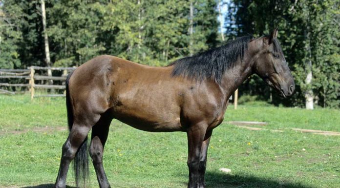 canadian horse side view conformation