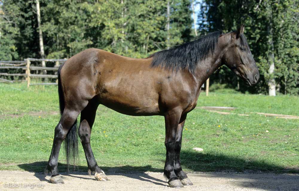 Canadian Horse side view conformation