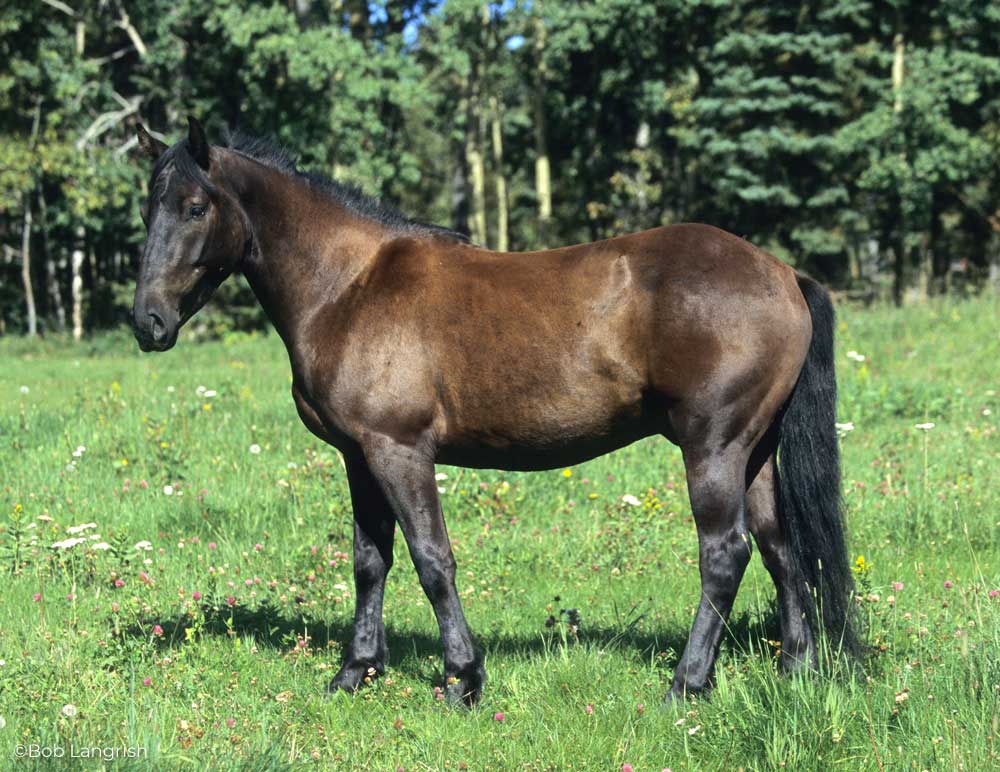 Canadian Horse sideview conformation