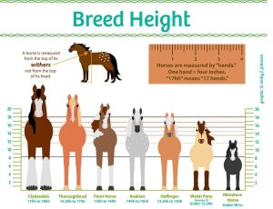 Horse Breed Chart