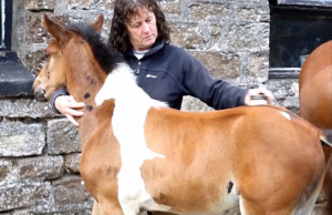 The Horse with the Horse on His Back