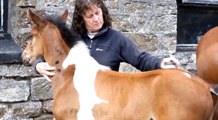 DaVinci, the horse with a horse-shaped marking on his neck.