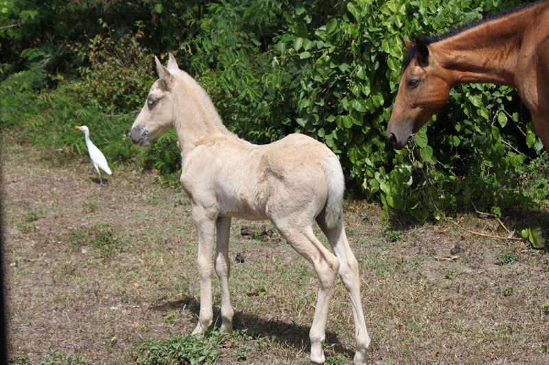 Isla de Vieques Horses