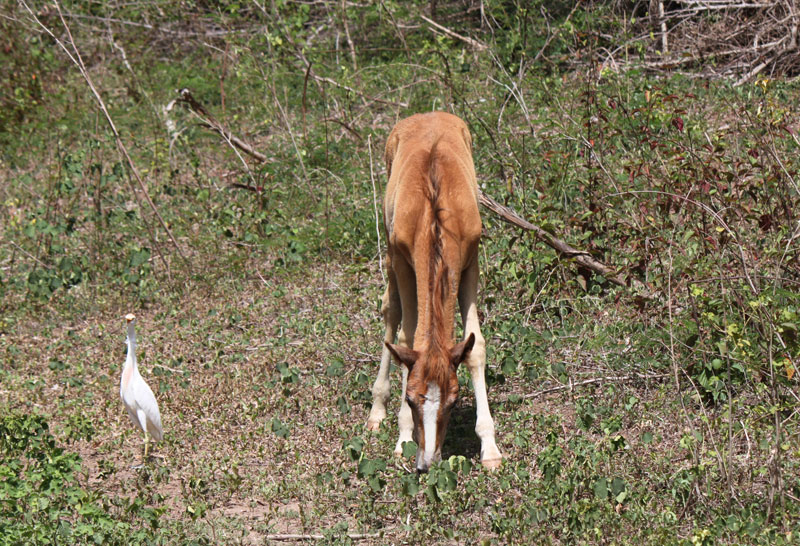 Isla de Vieques Horses