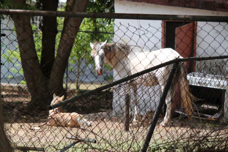 Isla de Vieques Horses