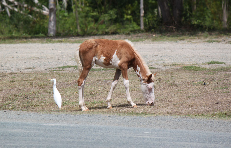 Isla de Vieques Horses