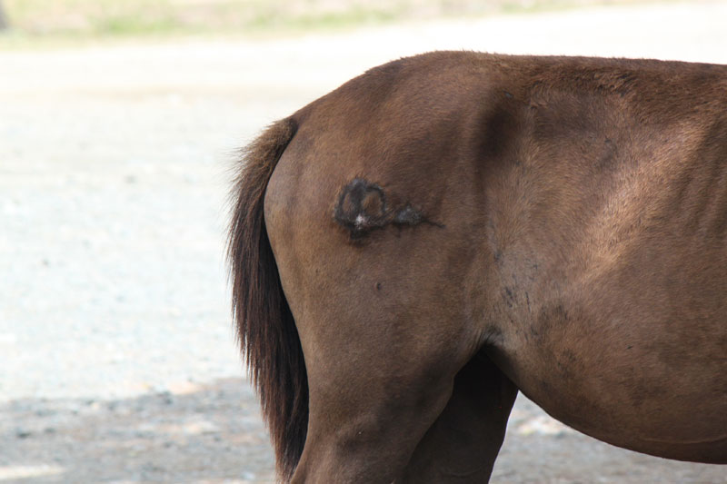 Isla de Vieques Horses