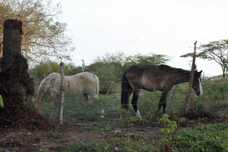 Isla de Vieques Horses