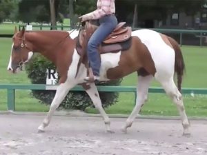 Video: Lengthening Your Horse’s Gaits