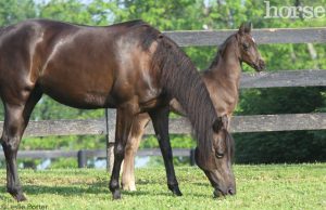 Ask the Vet: Vaccinations for Newborn Foals