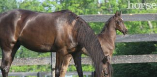 Morgan mare and foal