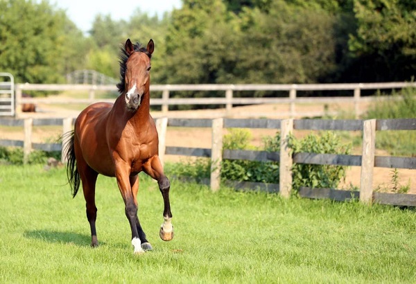 Norman the one-eyed horse