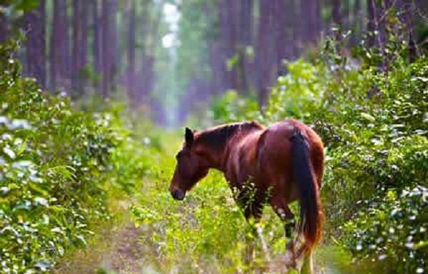Nunki the Abaco wild horse