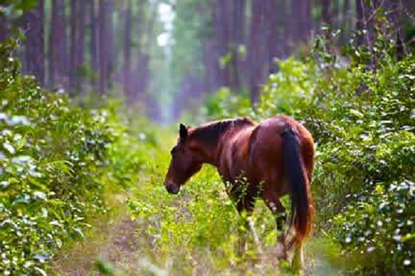 Nunki the Abaco wild horse