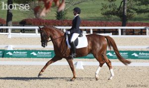 Ask the Vet: Dressage Training for an Arthritic Horse