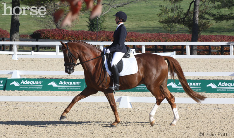 Ask the Vet: Dressage Training for an Arthritic Horse