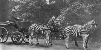 When Riding Zebras was a Thing Zebras pulling a carriage