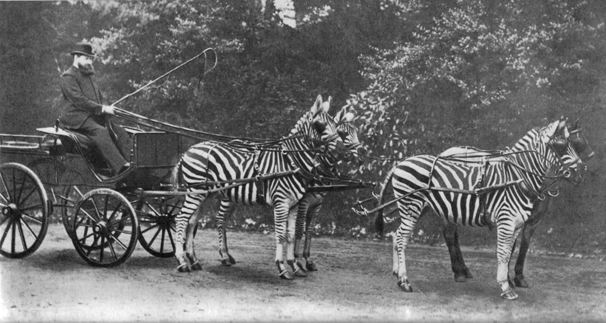 Zebras pulling a carriage
