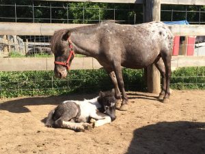 Sanctuary Thought They Were Rescuing Two Minis, Turns Out It was Three