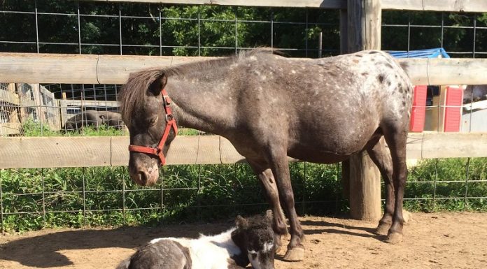 Starbrite and Natane