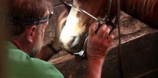Floating a horse's teeth video still