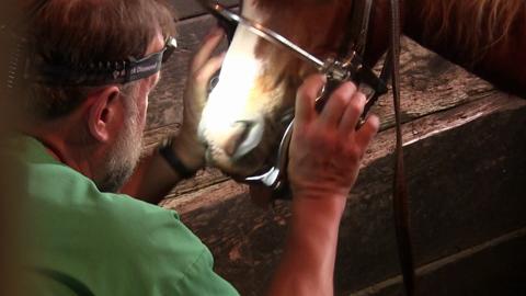 Floating a horse's teeth video still