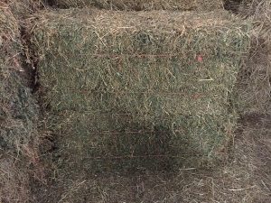 Recall Alert: Murphy Farm Hay and Feed Company’s Alfalfa Hay
