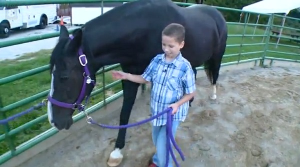 Therapy Horse