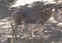 Grevy's Zebra
