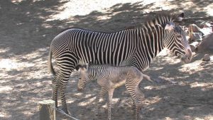Denver Zoo Home to Newborn Grevy’s Zebra