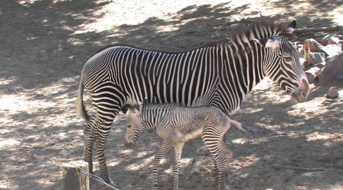 Grevy's Zebra
