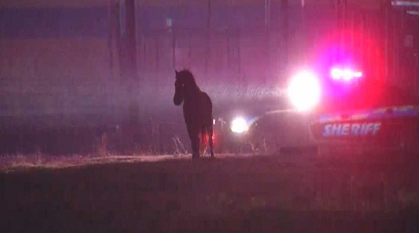 Mini horse loose in OKC