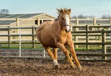 Orchid the oldest horse