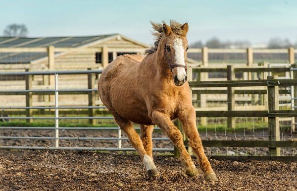 Orchid the oldest horse
