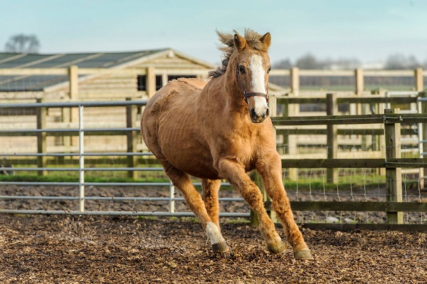 Orchid the oldest horse