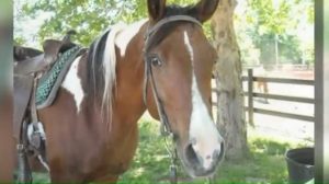 Disabled Woman Asks for Help Getting Stolen Horse Back