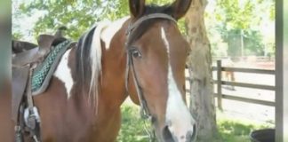 Missing horse Sabel