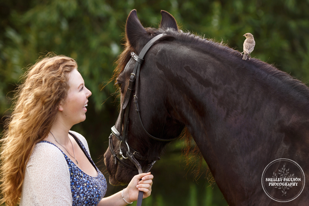 Horse and bird by Shelley Paulson