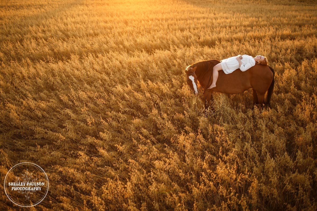 Horse and rider in field at sunset by Shelley Paulson