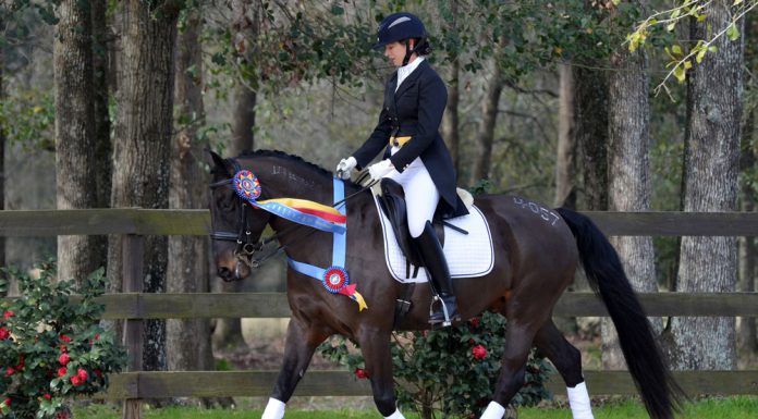 Cobra the dressage Mustang